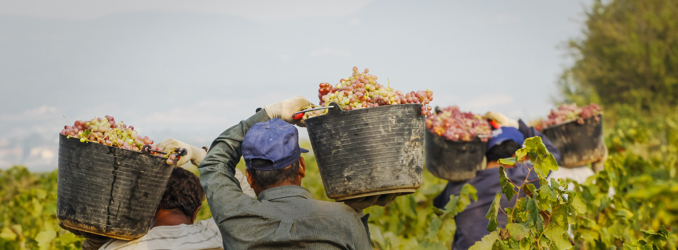 agricultores vitivinícola